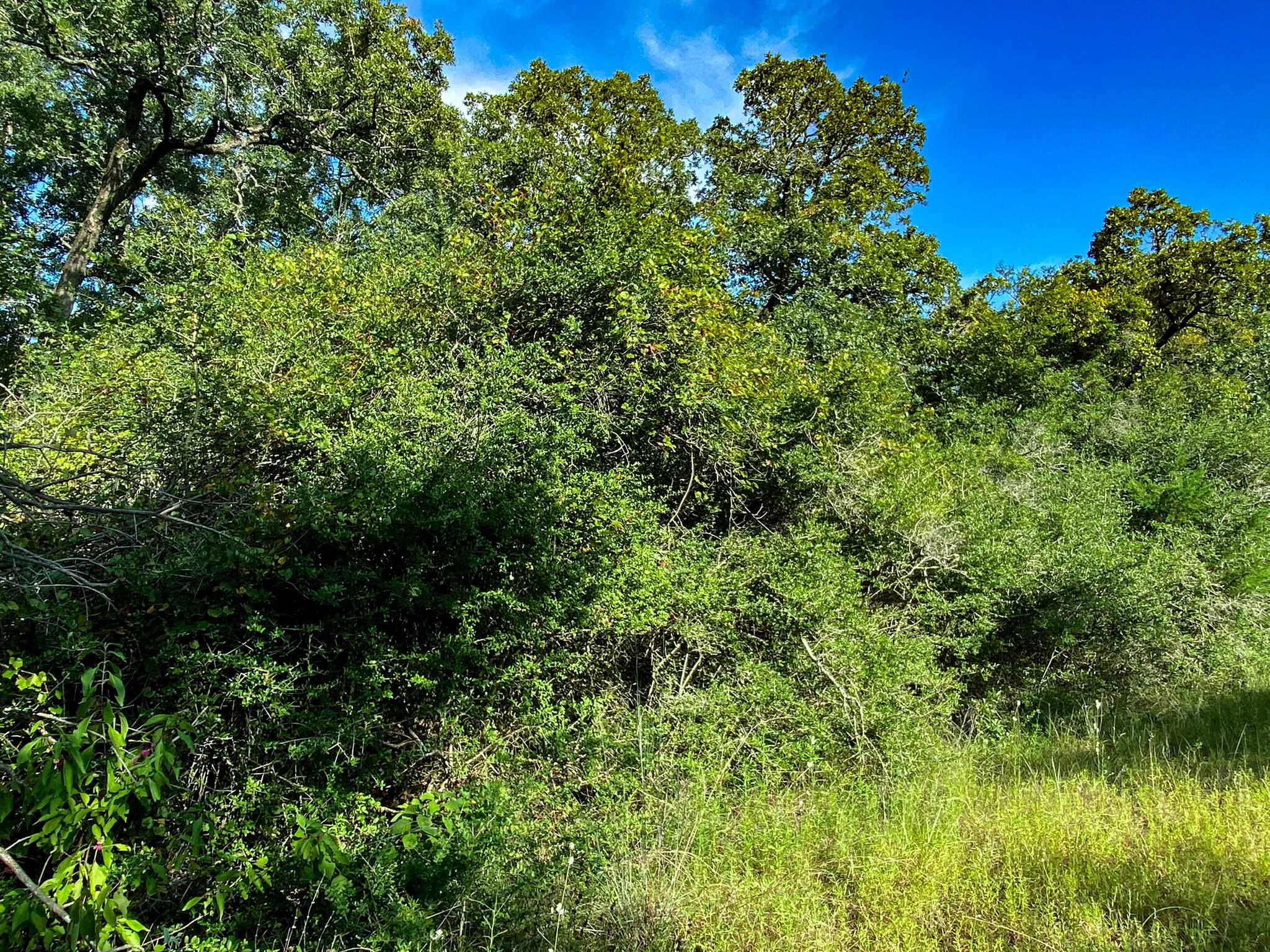 Lot 10 Ranch Road Normangee, TX 77871 - Photo 4 of 10 a view of a garden
