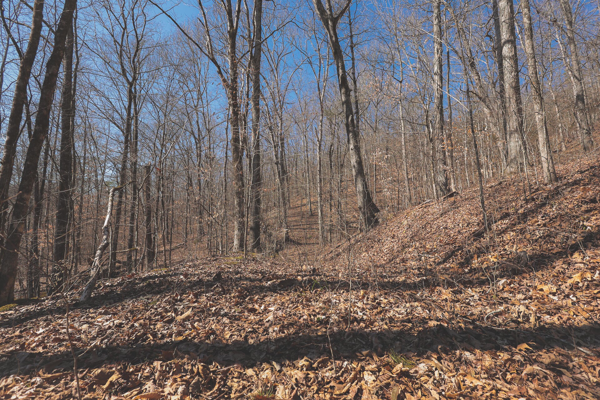 0 Fisher Hollow Road Georgetown, TN 37336 - Photo 64 of 81 Gallery Image 64