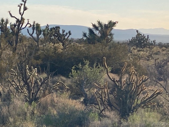 0 Goldmine Yucca, AZ 86438 - Photo 3 of 8 a view of a tree in a field with a tree in the background