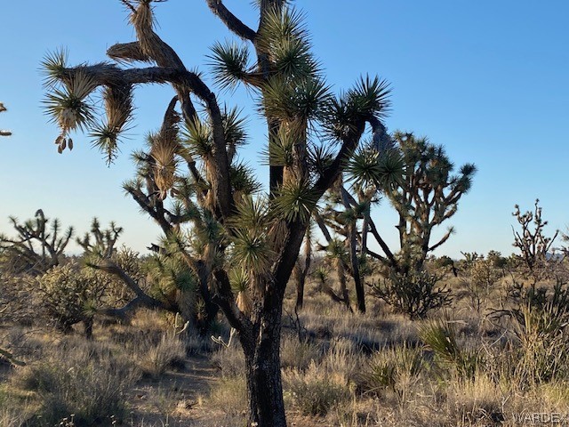 0 Goldmine Yucca, AZ 86438 - Photo 7 of 8 a view of a tree in a yard