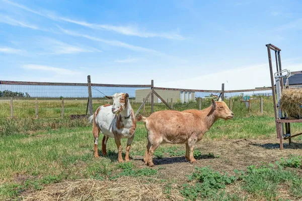 $799,000 | 7211 County Road 99W, Woodland, CA 95695