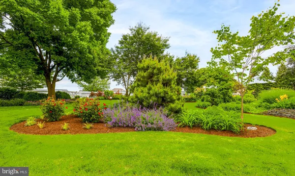 a view of a garden with a tree