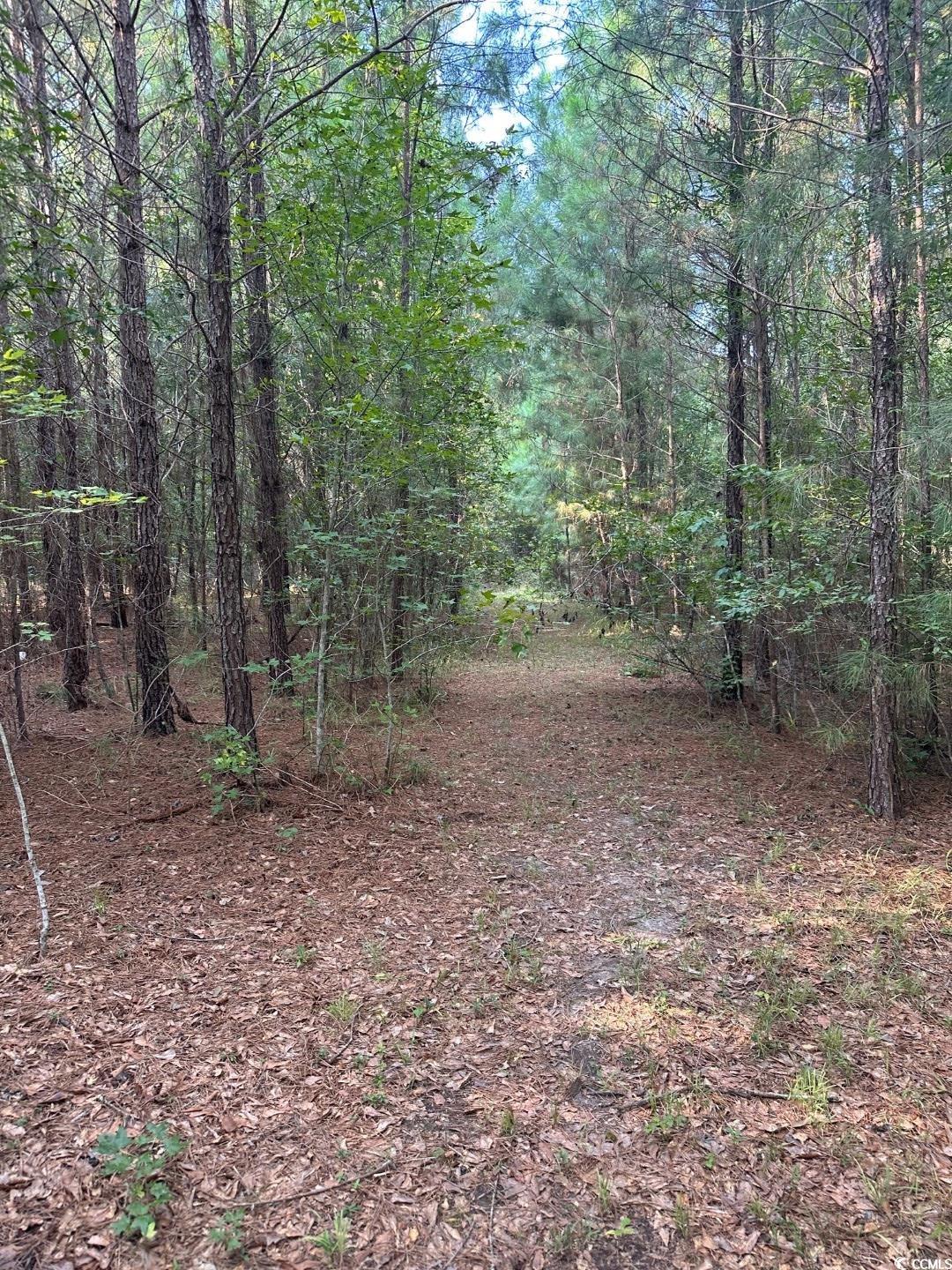 Tbd Tbd Godwin Prince Court Loris, SC 29569 - Photo 1 of 5 Gallery Image 1