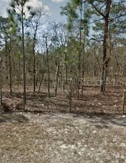 a view of a yard with trees