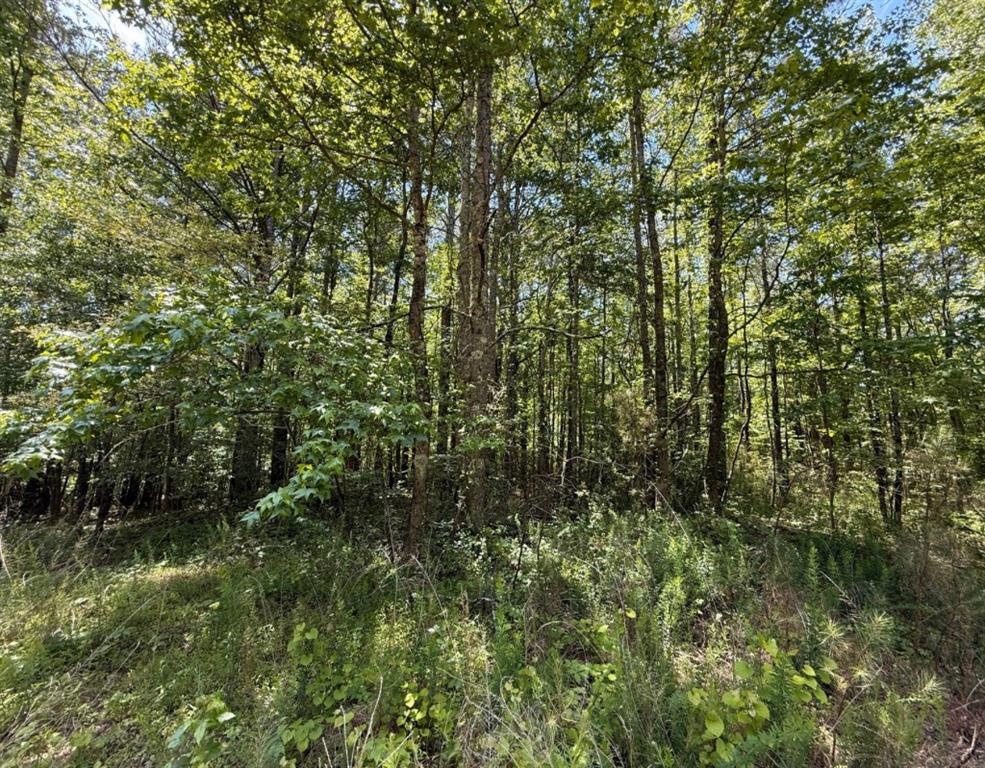 467 Raburn Road Bremen, GA 30110 - Photo 5 of 9 a view of a forest with a tree