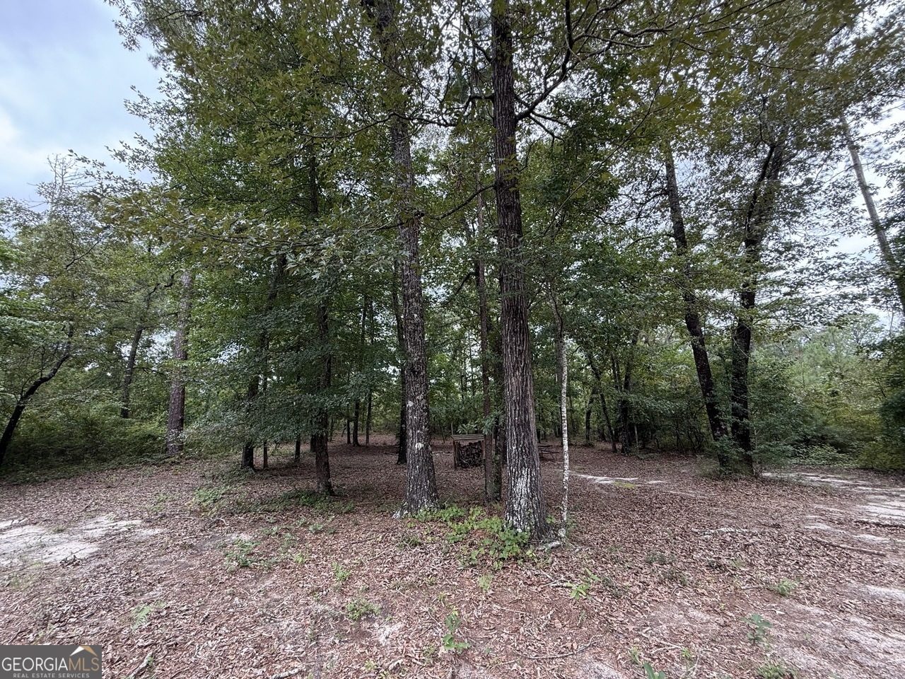 2251 Boy Scout Road Byron, GA 31008 - Photo 33 of 46 a view of a forest