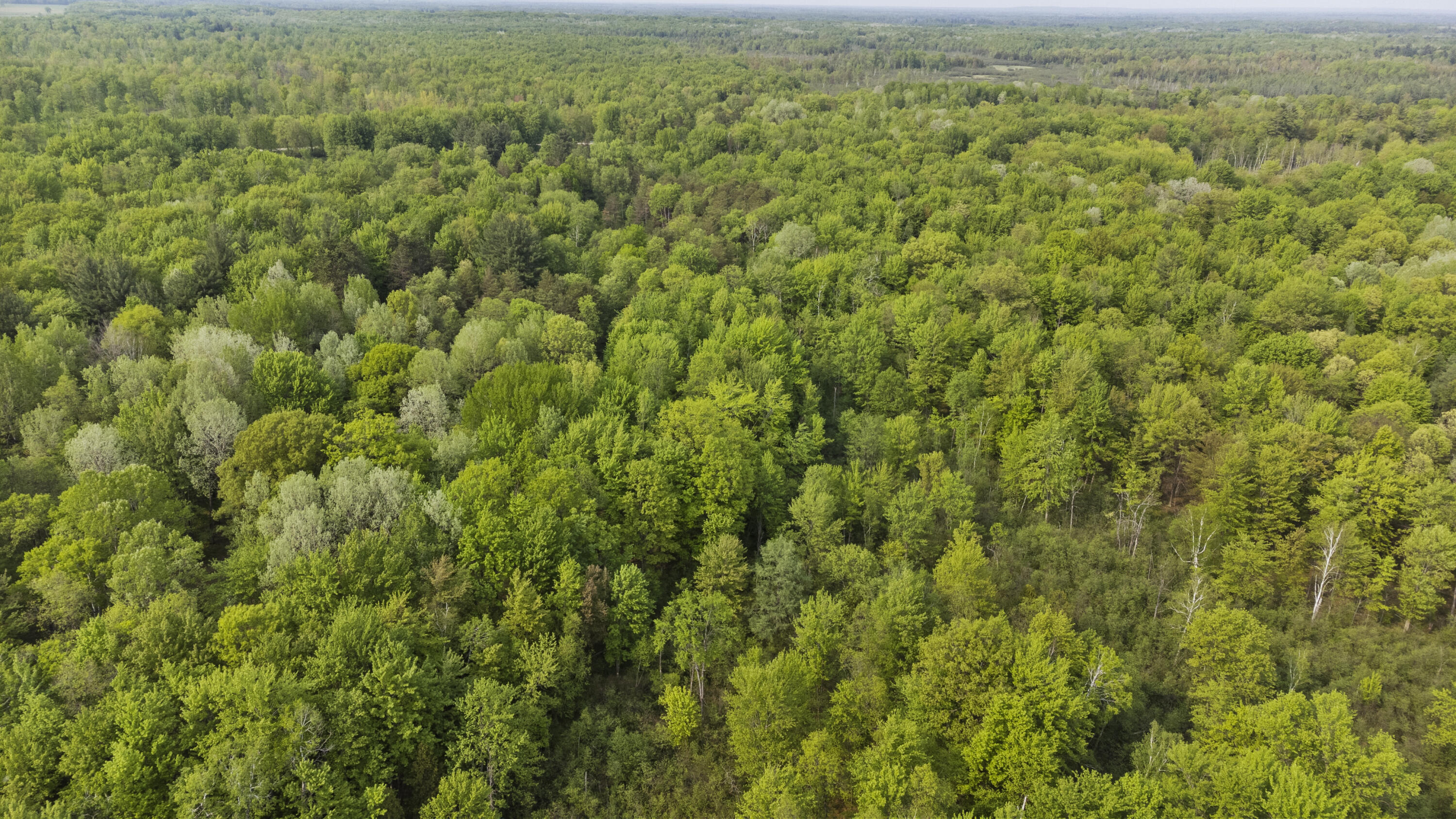 2507 3 Mile Road Sears, MI 49679 - Photo 45 of 100 DJI_0349