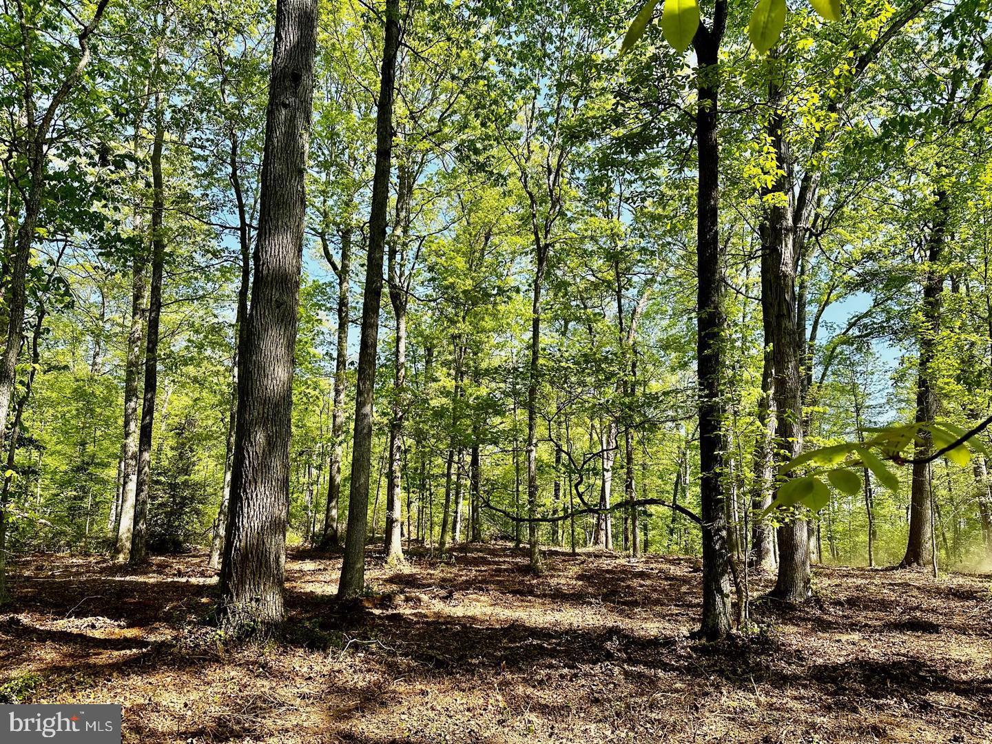 13121 Bristow Road Nokesville, VA 20181 - Photo 3 of 35 NO HOA- wooded lot