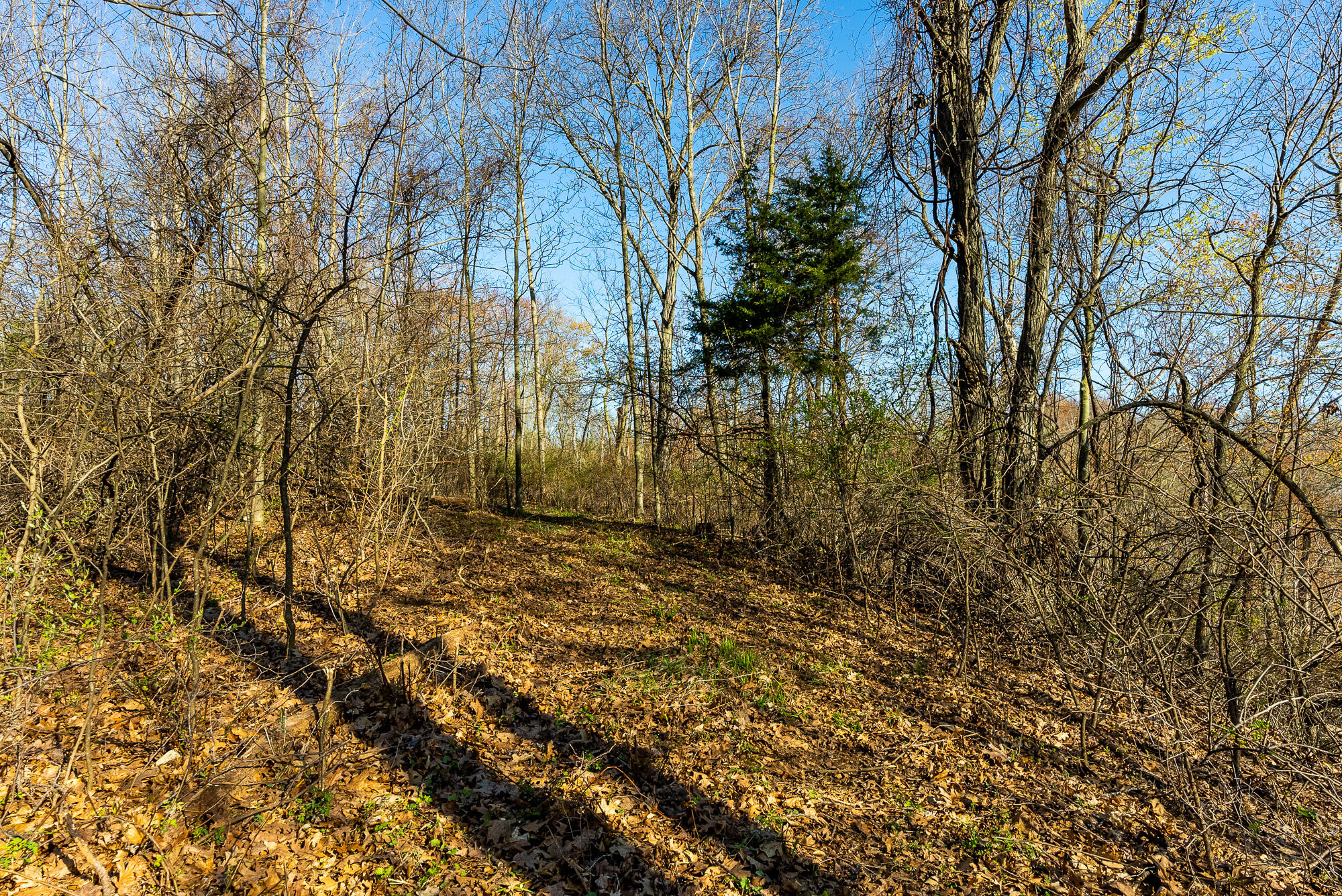Lt2 Eli Valley Road Hillpoint, WI 53937 - Photo 36 of 47 Sauk-County-WI-53-Acres-Land-For-Sale-36