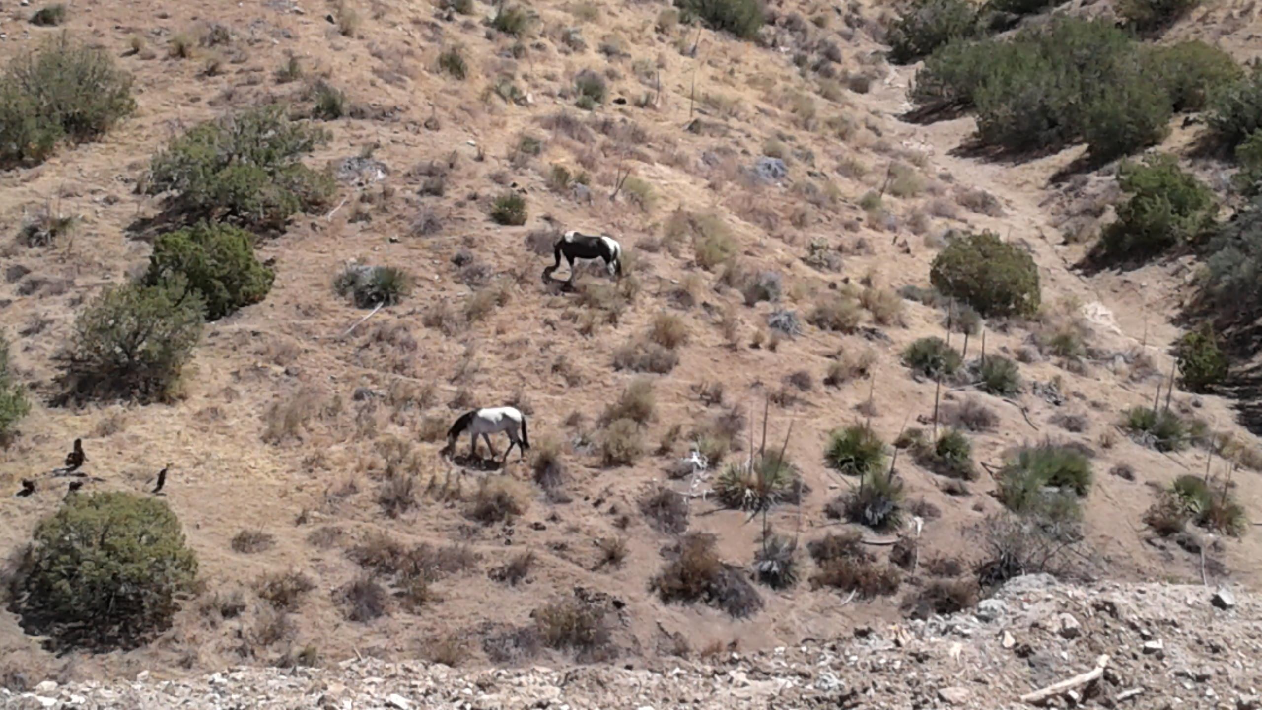 Vac/vic Juniper Ridge West Palmdale, CA 93550 - Photo 9 of 10 a view of a dry yard with green space