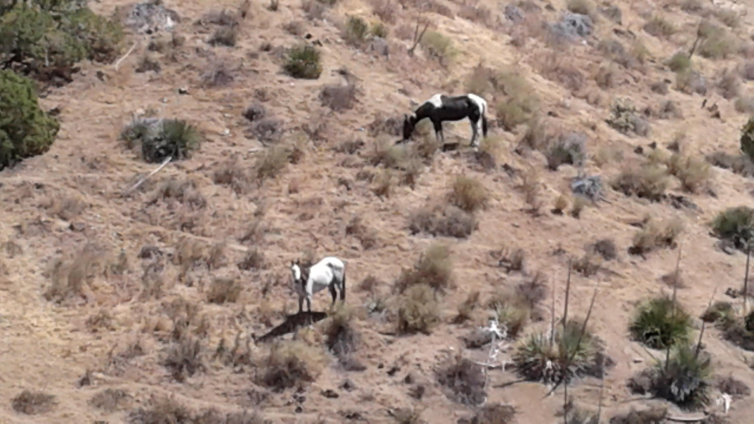 Vac/vic Juniper Ridge West Palmdale, CA 93550 - Photo 10 of 10 a view of a dry yard with a tree