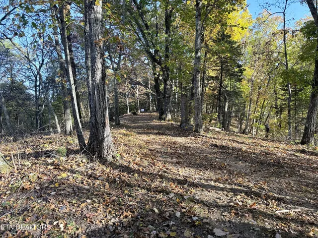 a view of a tree in the middle of a yard