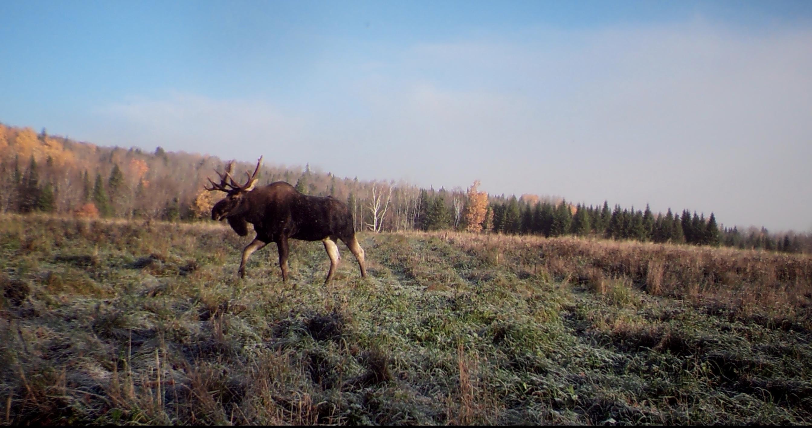 Map7-lot7 West Chapman Road Mapleton, ME 04757 - Photo 33 of 35 fullsizeoutput_e3