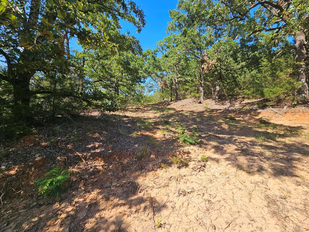 0 Fm 17 Canton, TX 75103 - Photo 2 of 9 a view of tree