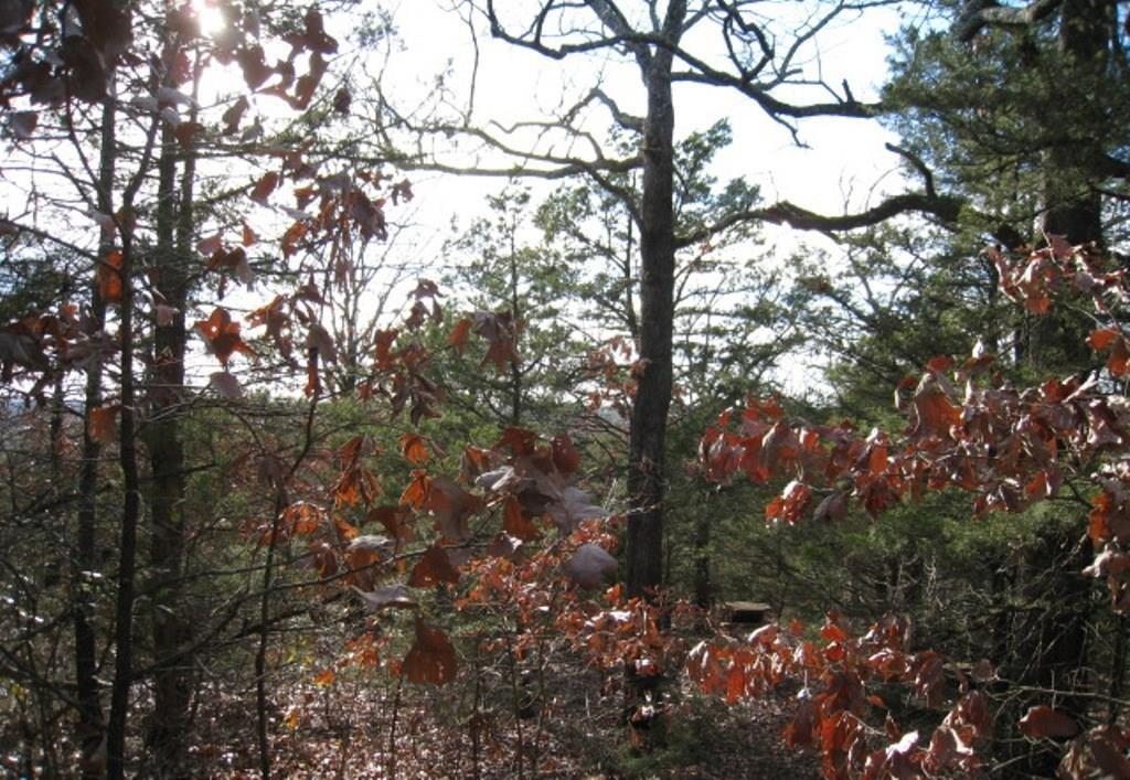 0 Fm 17 Canton, TX 75103 - Photo 7 of 9 a view of tree
