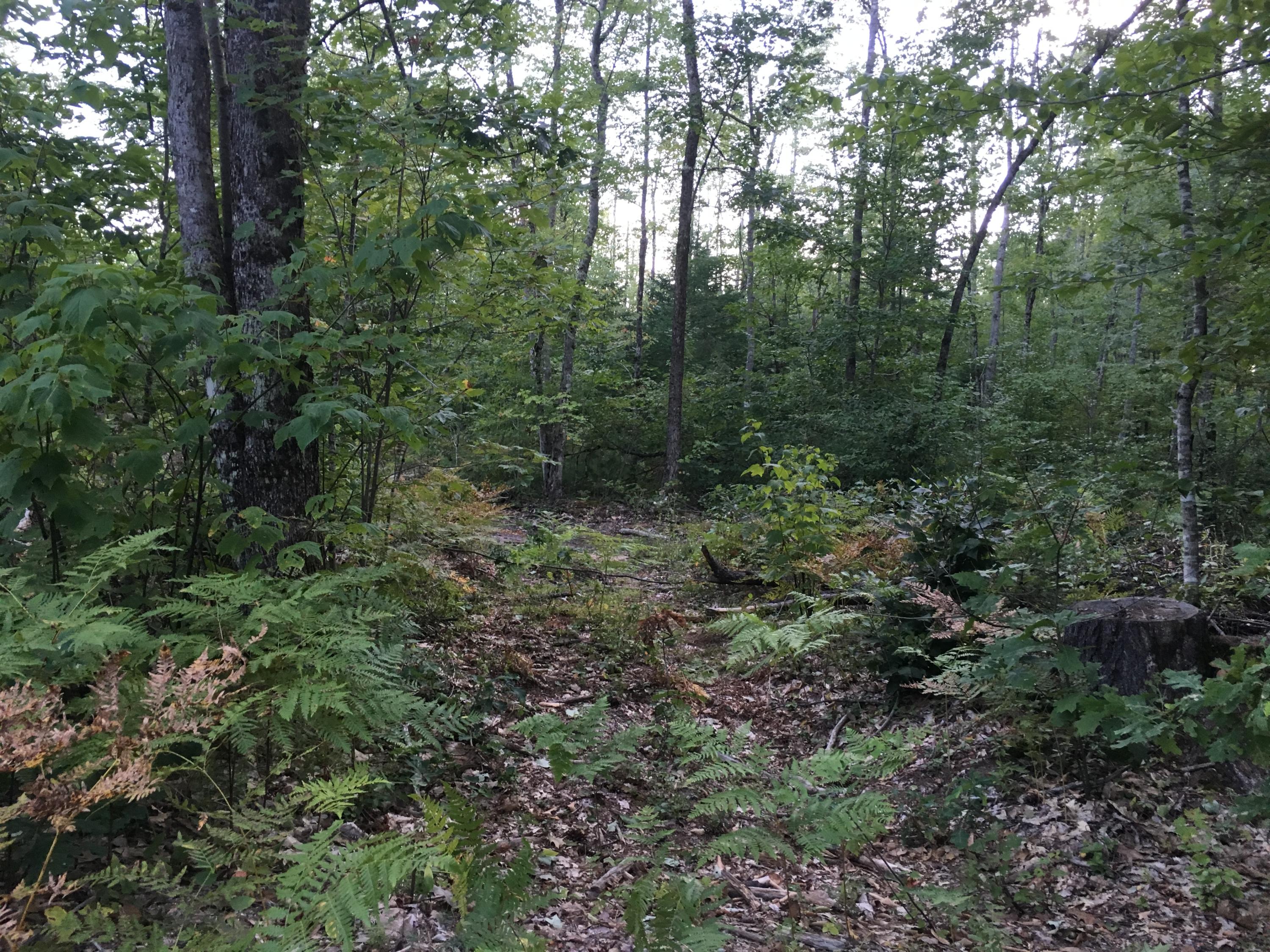 32-acres Sand Pond Road East Baldwin, ME 04024 - Photo 8 of 11 9426CAAC-4F6E-4762-9E48-80175D61A74F