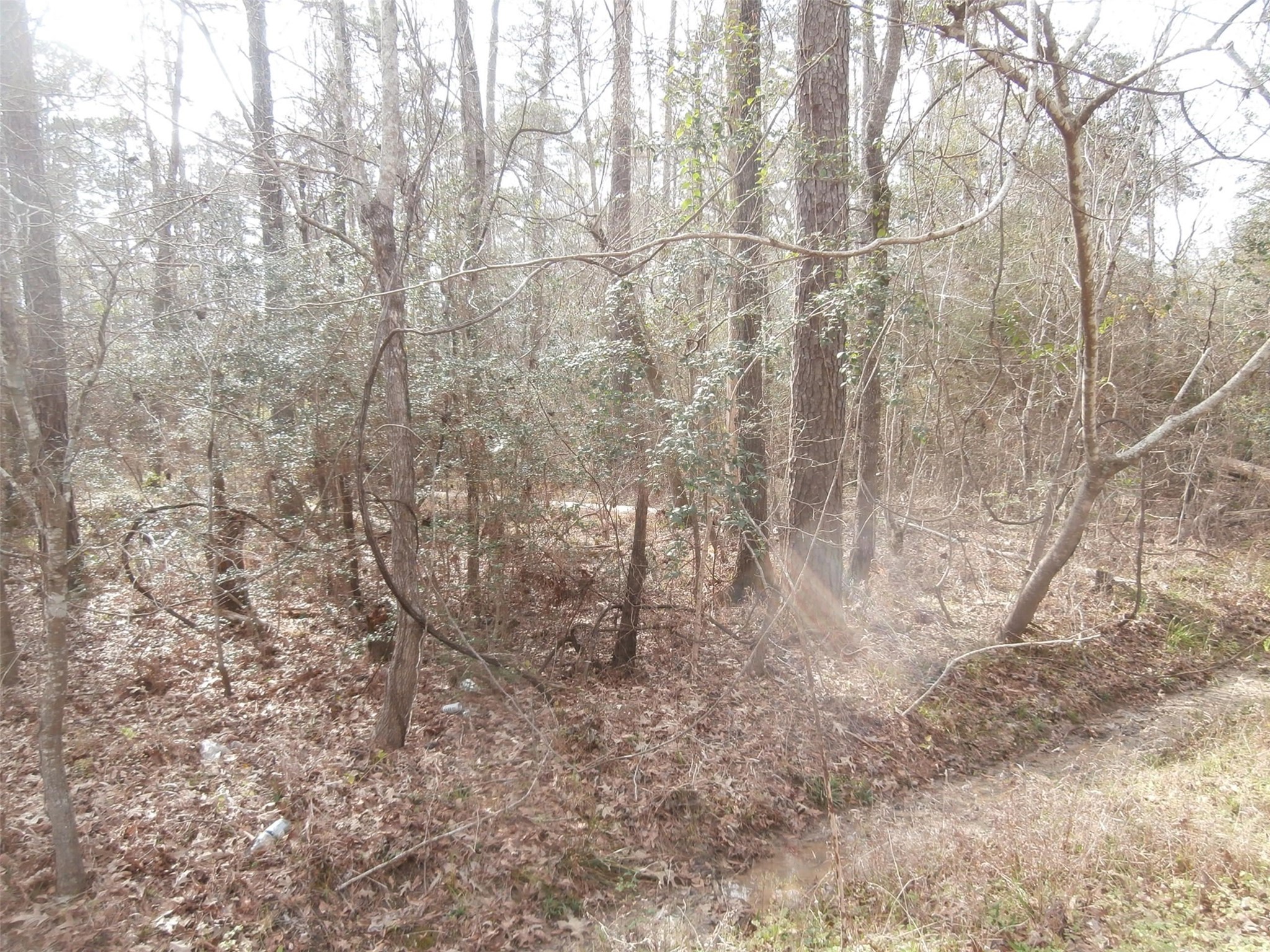 a view of a yard with trees in the background