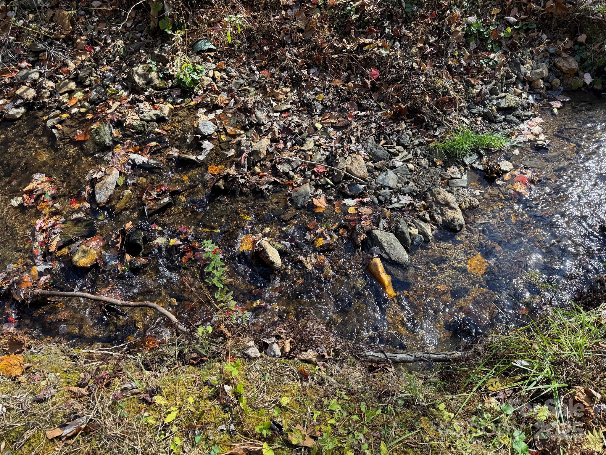 1917 Longbottom Road McGrady, NC 28649 - Photo 2 of 32 a picture of tree