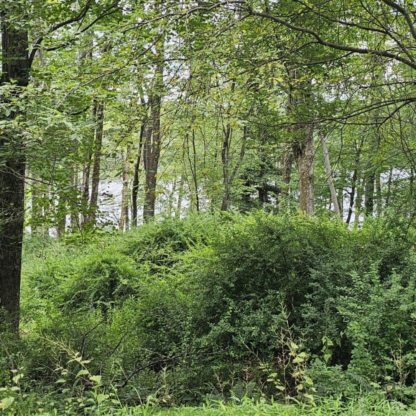 Lot 45 Lake Russell Road Canadensis, PA 18325 - Photo 1 of 12 20250708_155554