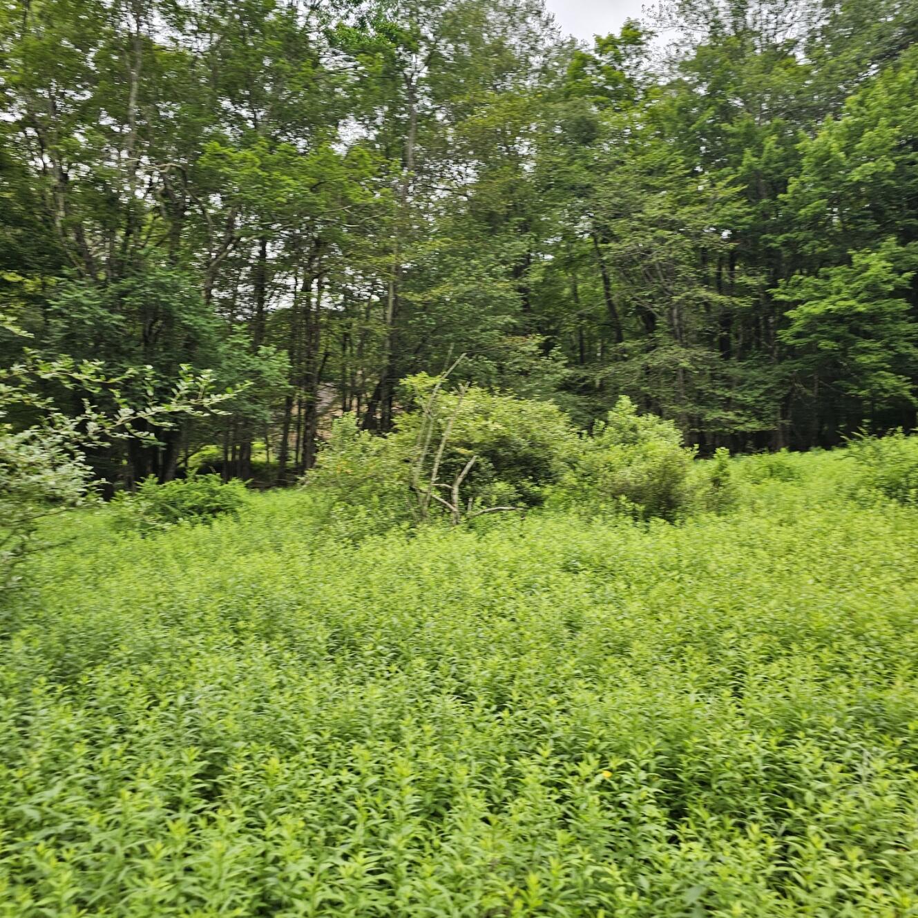 Lot 45 Lake Russell Road Canadensis, PA 18325 - Photo 11 of 12 20250708_155737