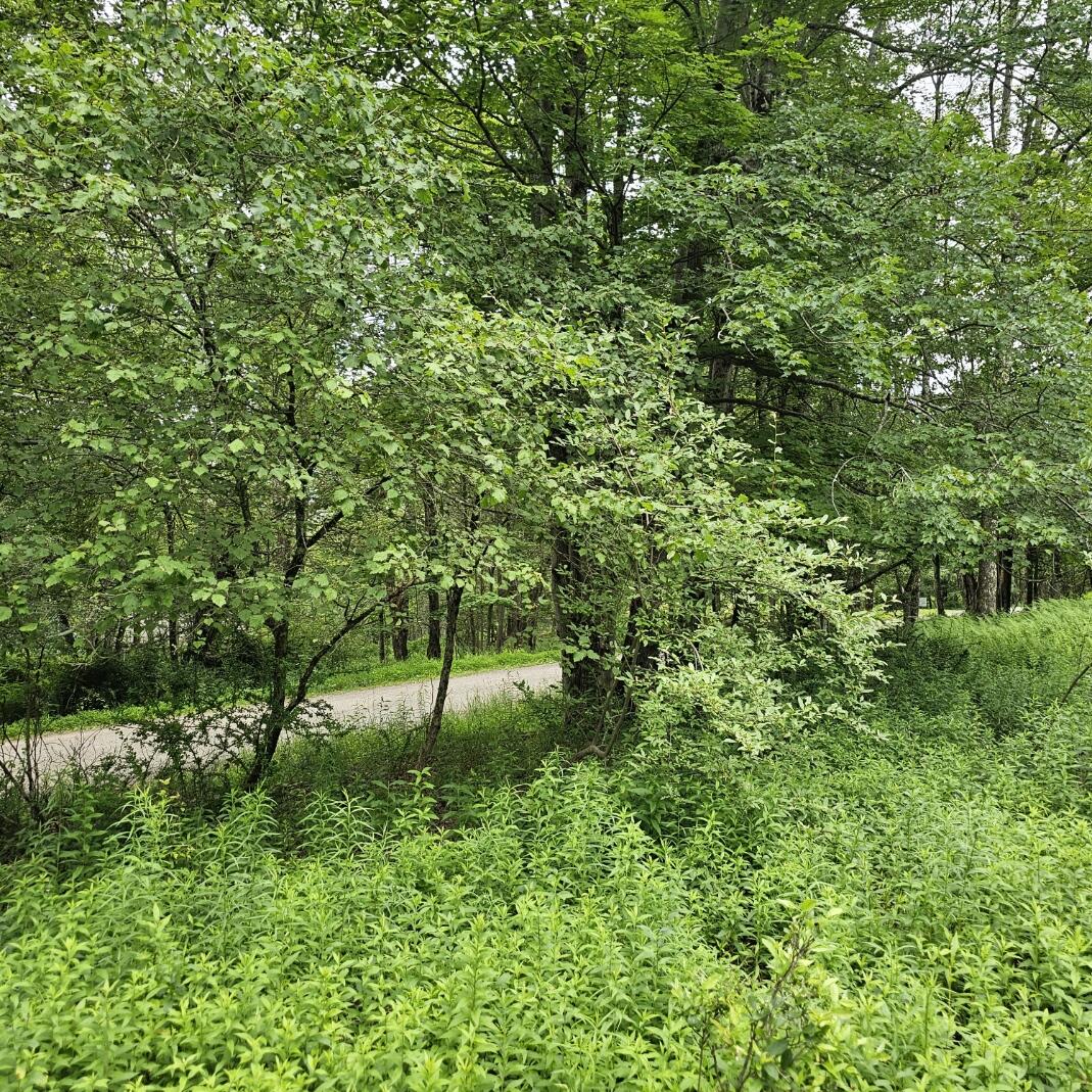 Lot 45 Lake Russell Road Canadensis, PA 18325 - Photo 12 of 12 20250708_155741