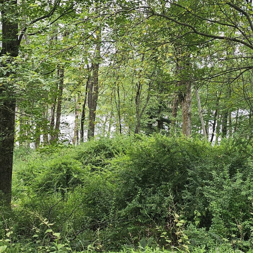 Lot 45 Lake Russell Road Canadensis, PA 18325 - Photo 2 of 12 20250708_155553