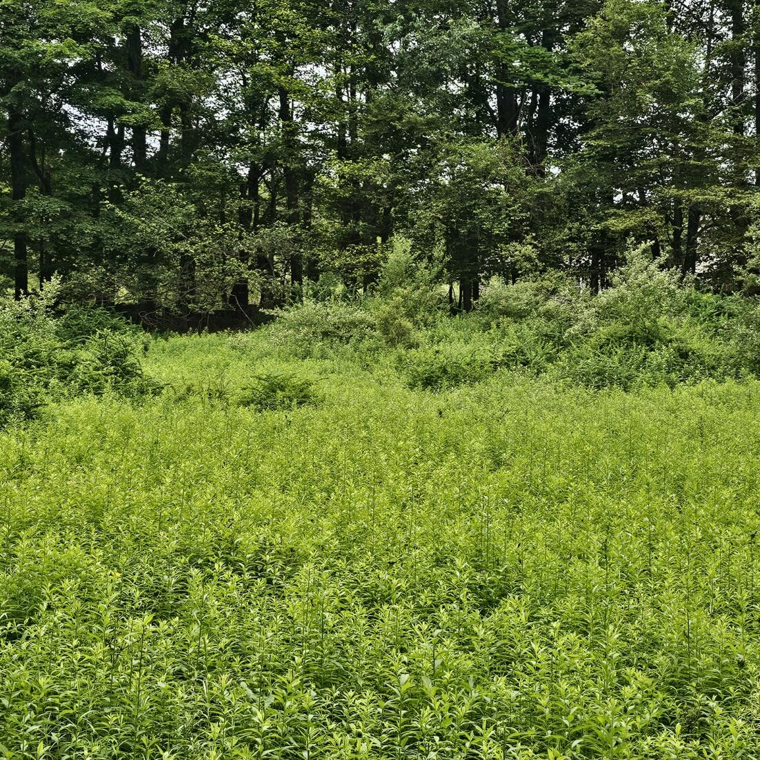 Lot 45 Lake Russell Road Canadensis, PA 18325 - Photo 3 of 12 20250708_155701