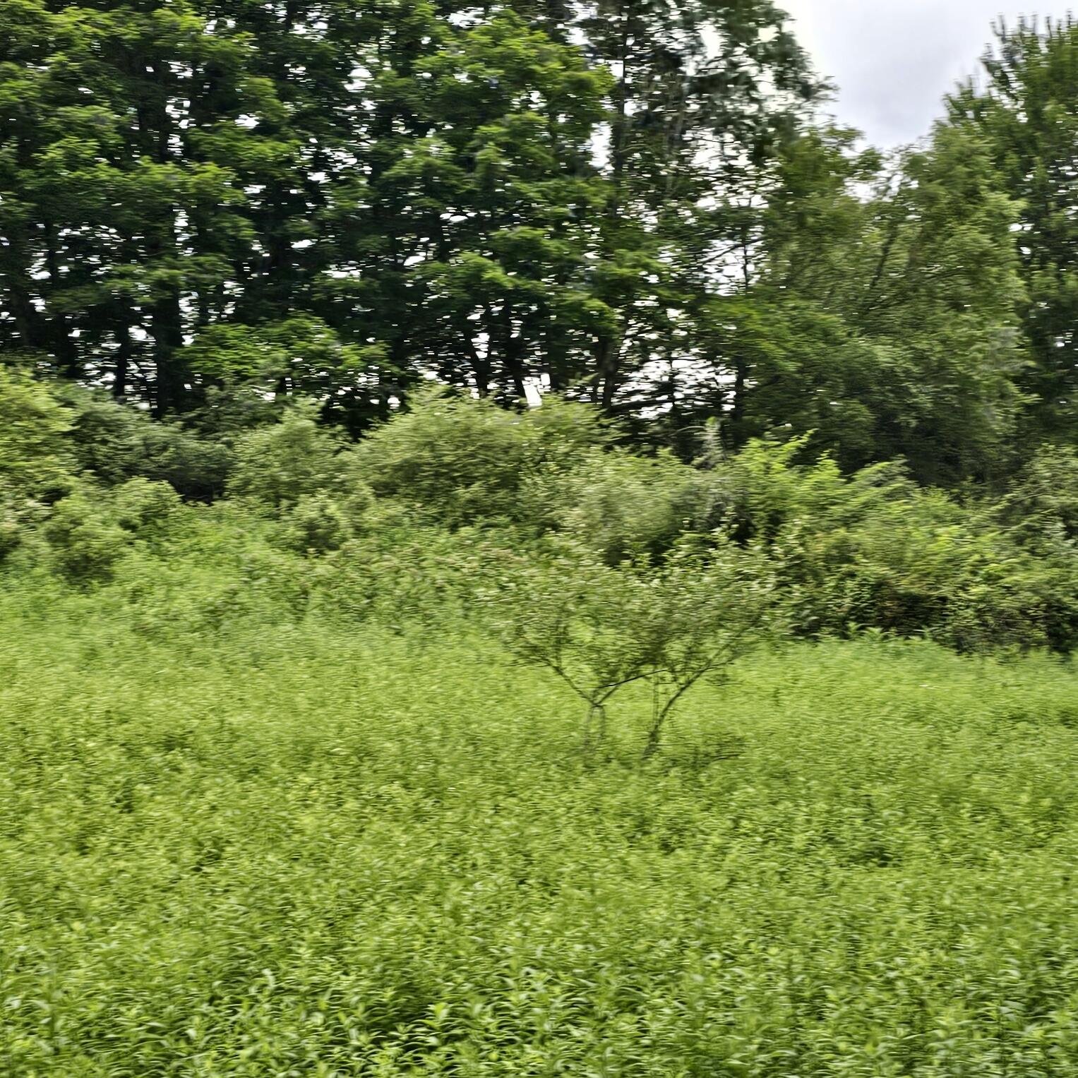 Lot 45 Lake Russell Road Canadensis, PA 18325 - Photo 4 of 12 20250708_155659