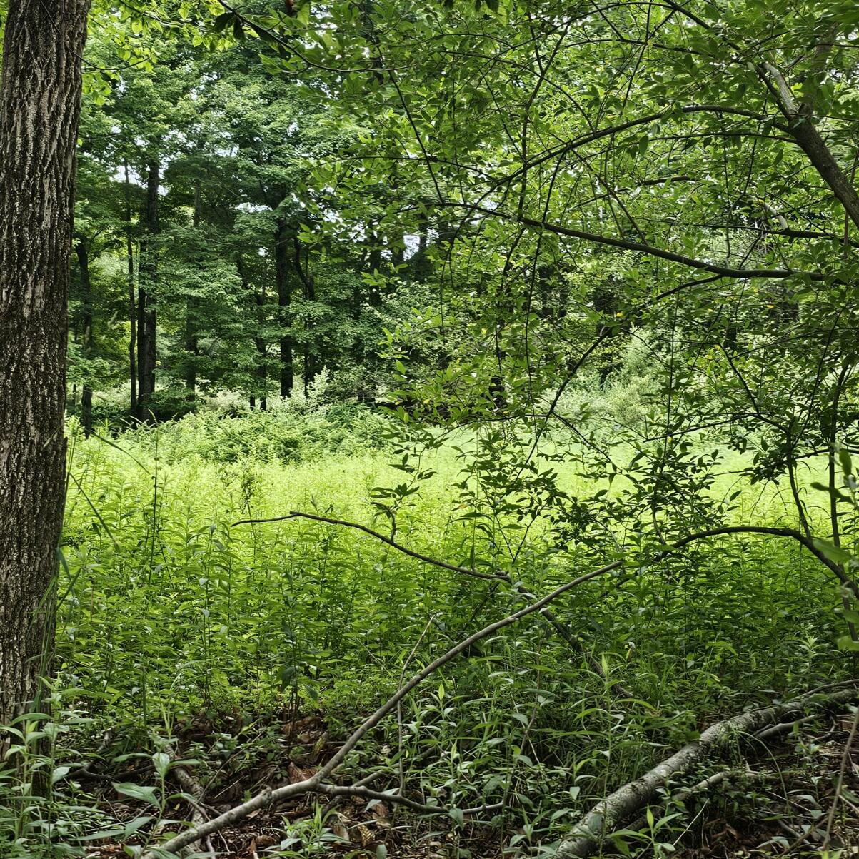 Lot 45 Lake Russell Road Canadensis, PA 18325 - Photo 5 of 12 20250708_155624