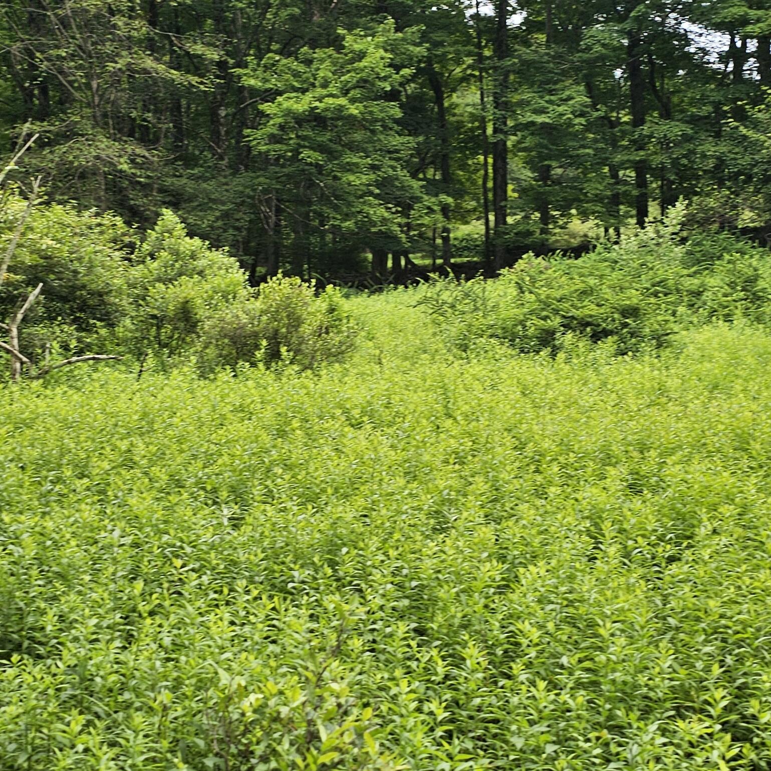 Lot 45 Lake Russell Road Canadensis, PA 18325 - Photo 6 of 12 20250708_155703