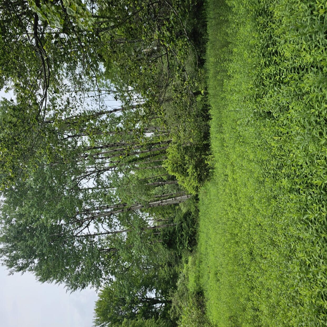 Lot 45 Lake Russell Road Canadensis, PA 18325 - Photo 7 of 12 20250708_155733