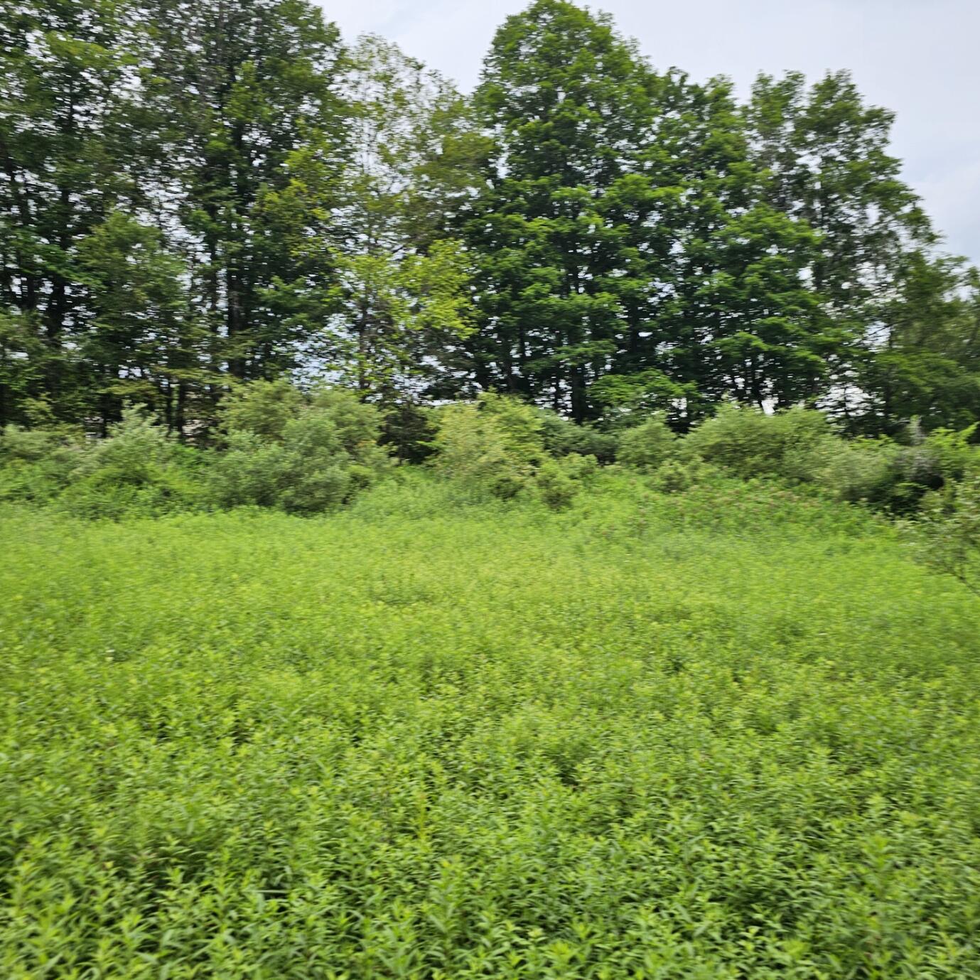 Lot 45 Lake Russell Road Canadensis, PA 18325 - Photo 8 of 12 20250708_155735