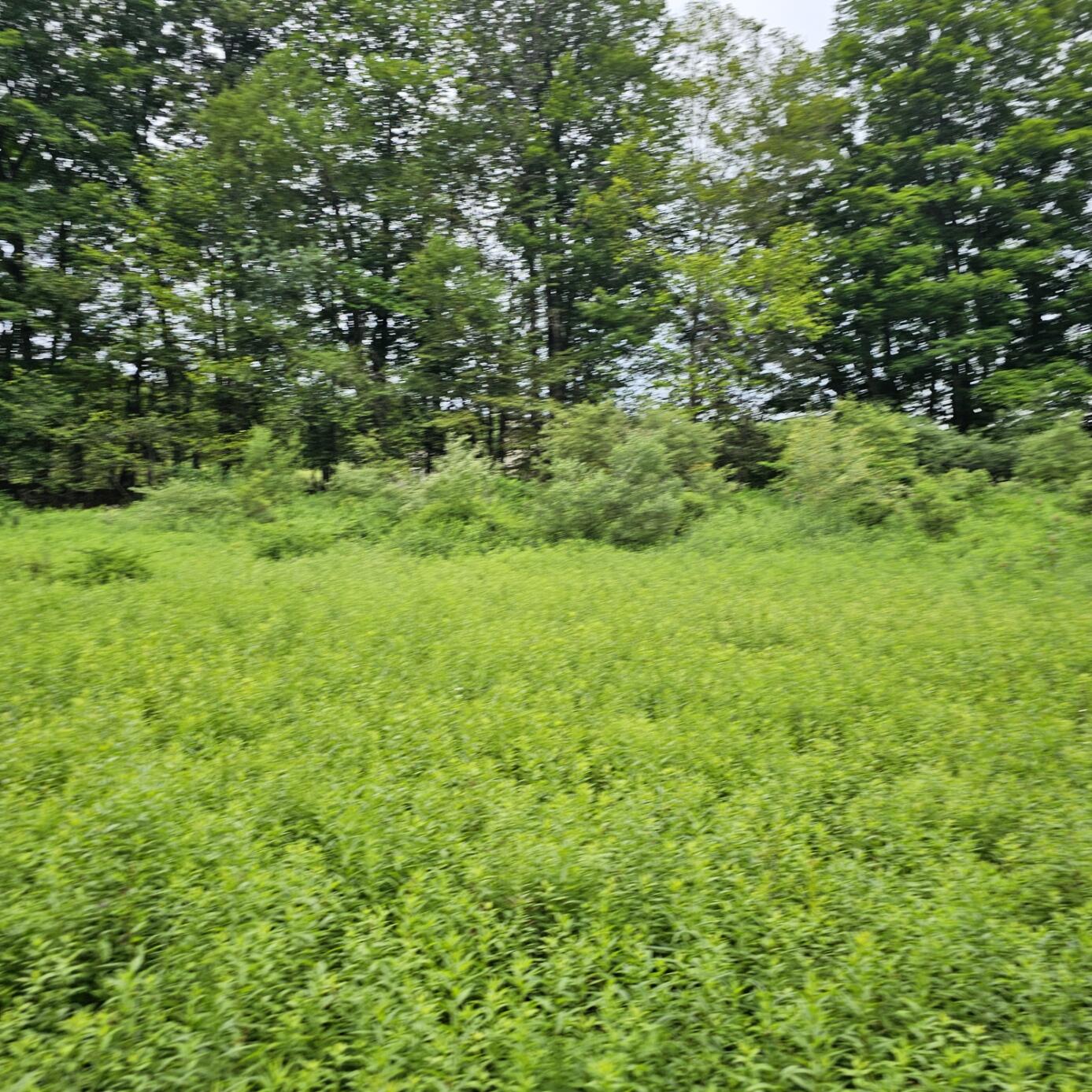 Lot 45 Lake Russell Road Canadensis, PA 18325 - Photo 9 of 12 20250708_155735(0)