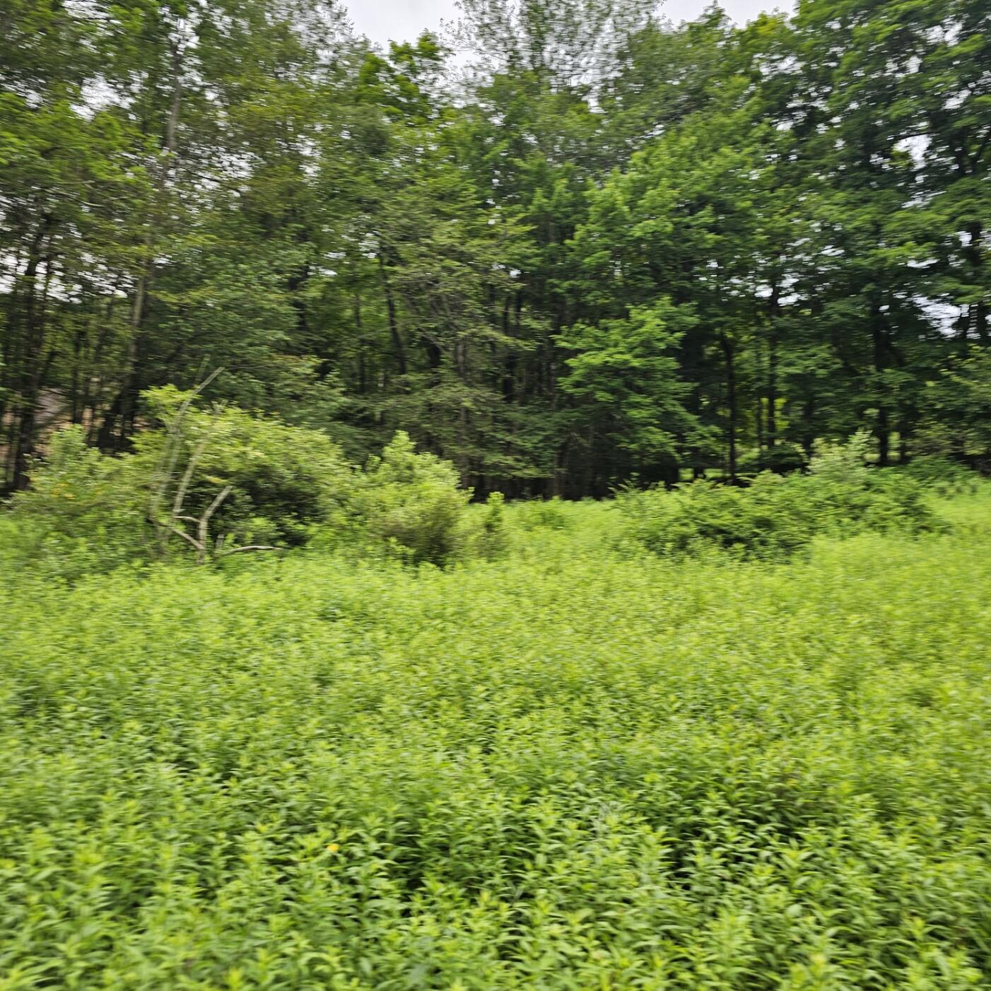 Lot 45 Lake Russell Road Canadensis, PA 18325 - Photo 10 of 12 20250708_155736(1)