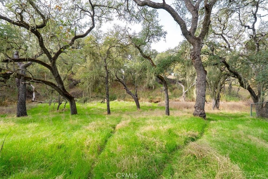 1505 Barley Grain Road Paso Robles, CA 93446 - Photo 45 of 56 a view of a yard with large trees