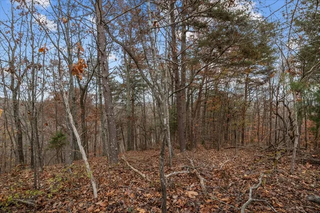 a view of a forest filled with trees