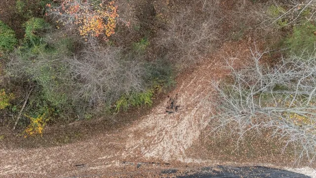 a view of a forest with trees in the background