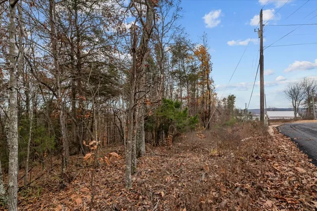 a view of a forest filled with trees