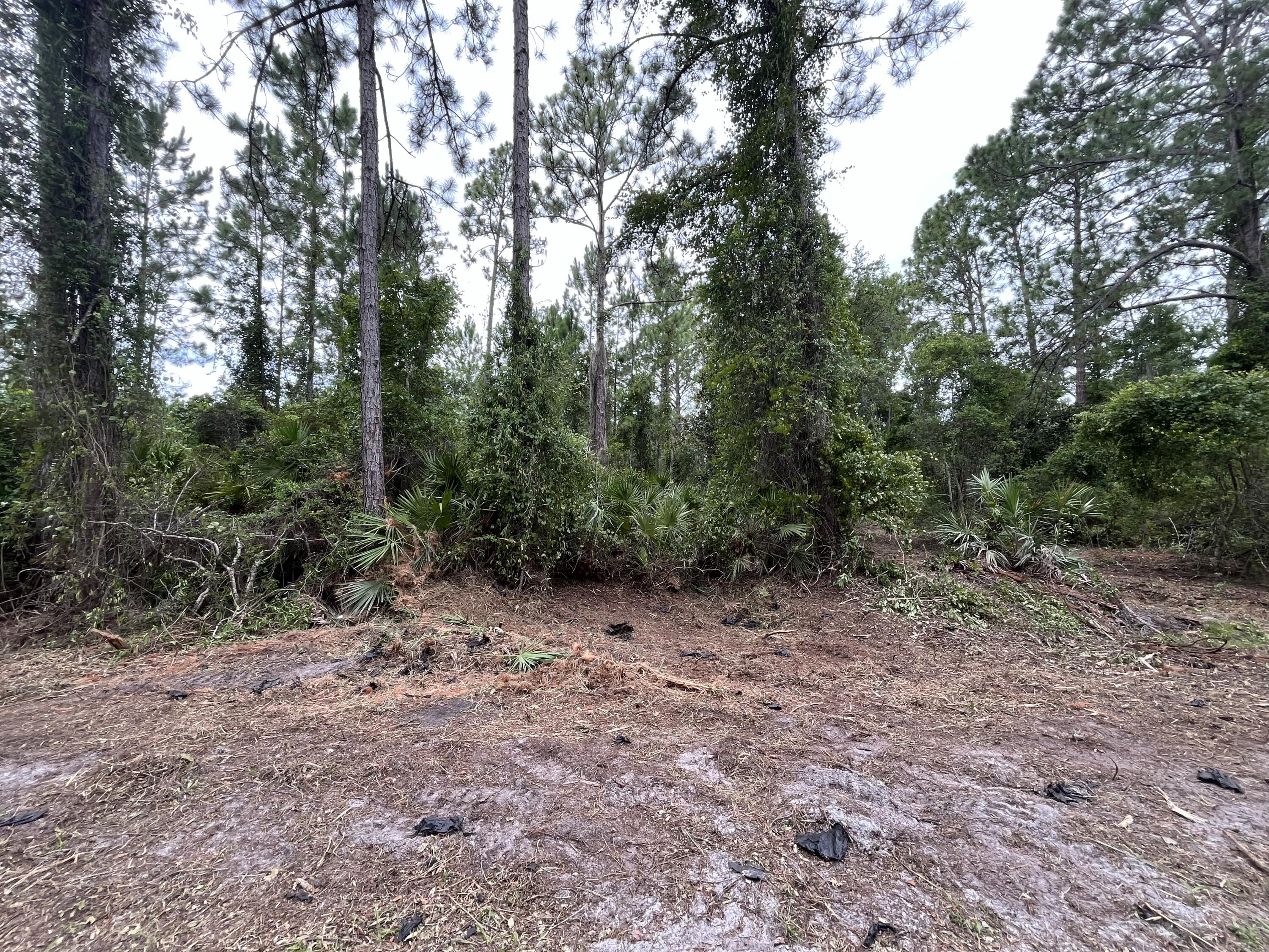 a view of a forest with trees in the background