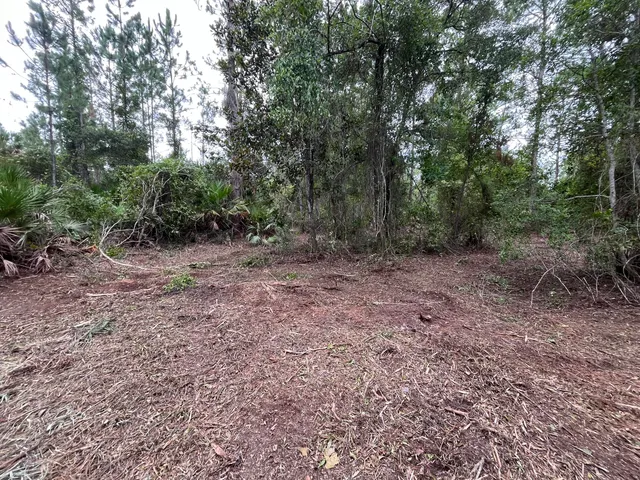 a view of a forest with trees in the background