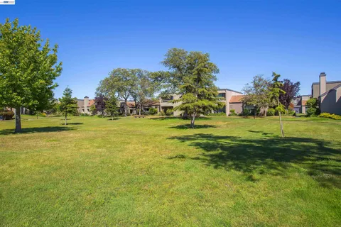 a view of a trees in a park