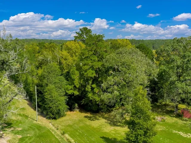 a view of a bunch of plants and tree