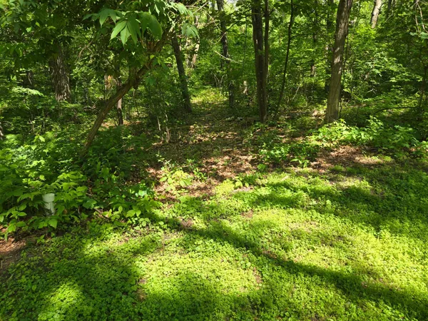 $329,900 | 4570 Pine Point Drive Northwest, Walker, MN 56484