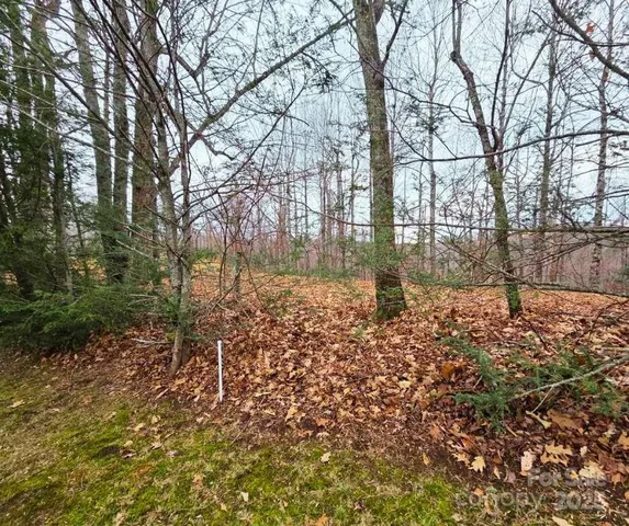a view of backyard with large trees