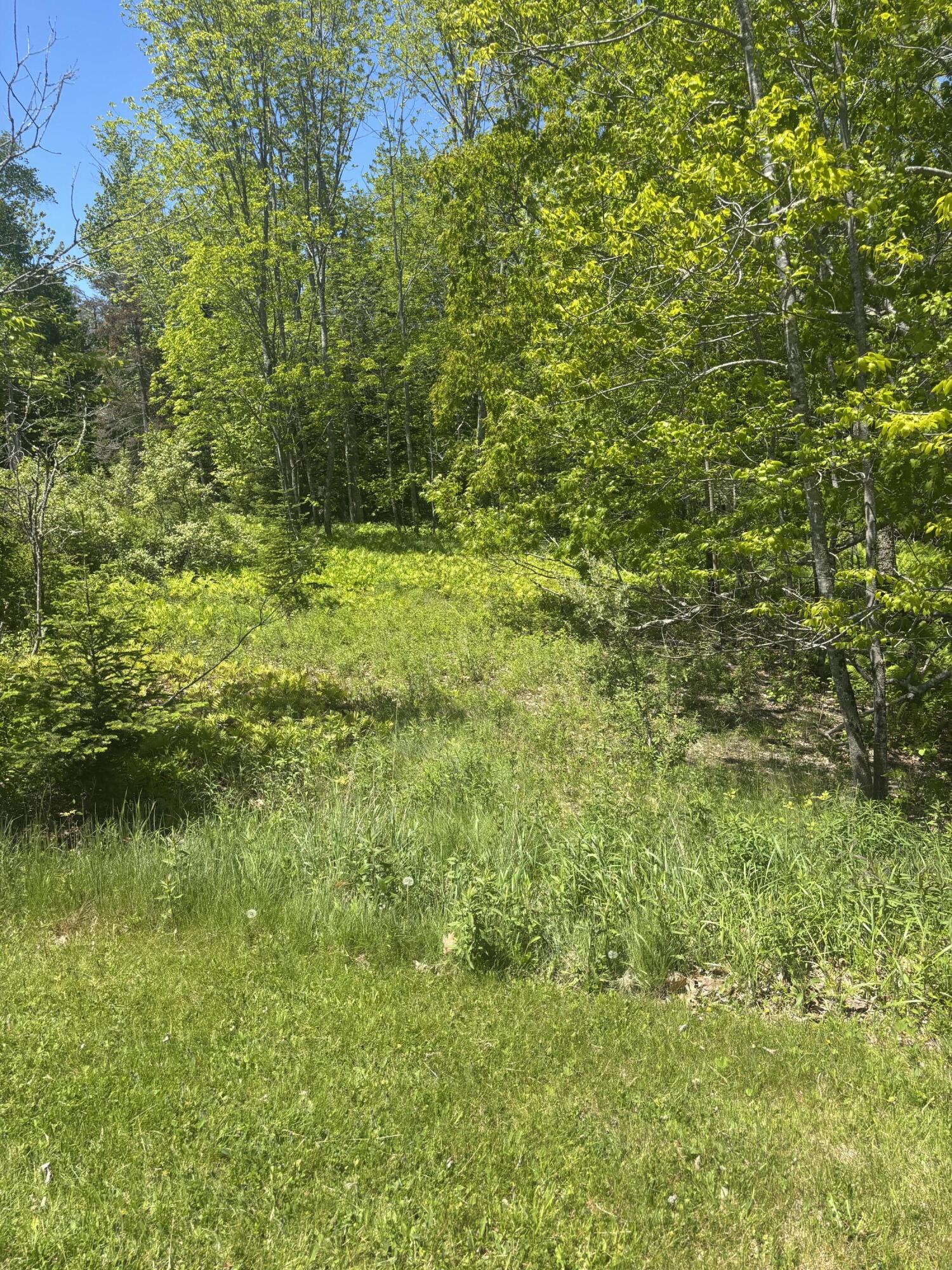954 Cape Rosier Road Brooksville, ME 04642 - Photo 4 of 7