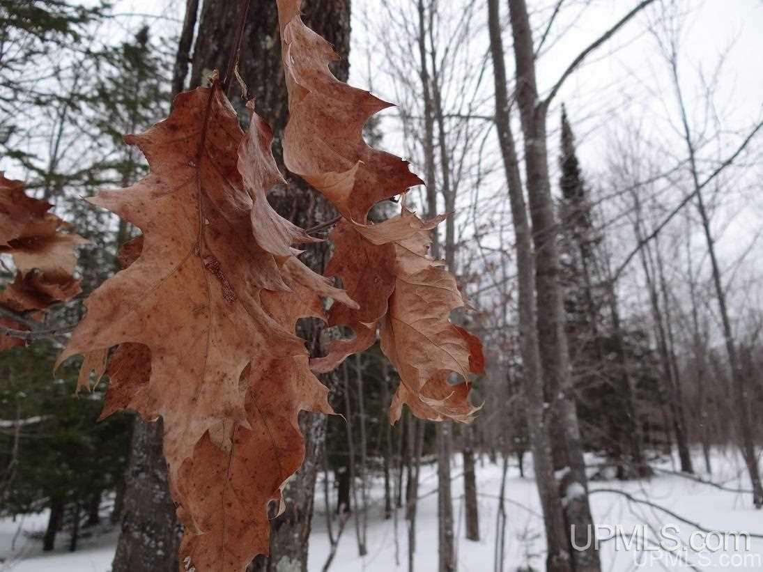 Tbd Old Rink Road Toivola, MI 49965 - Photo 24 of 31 Gallery Image 24