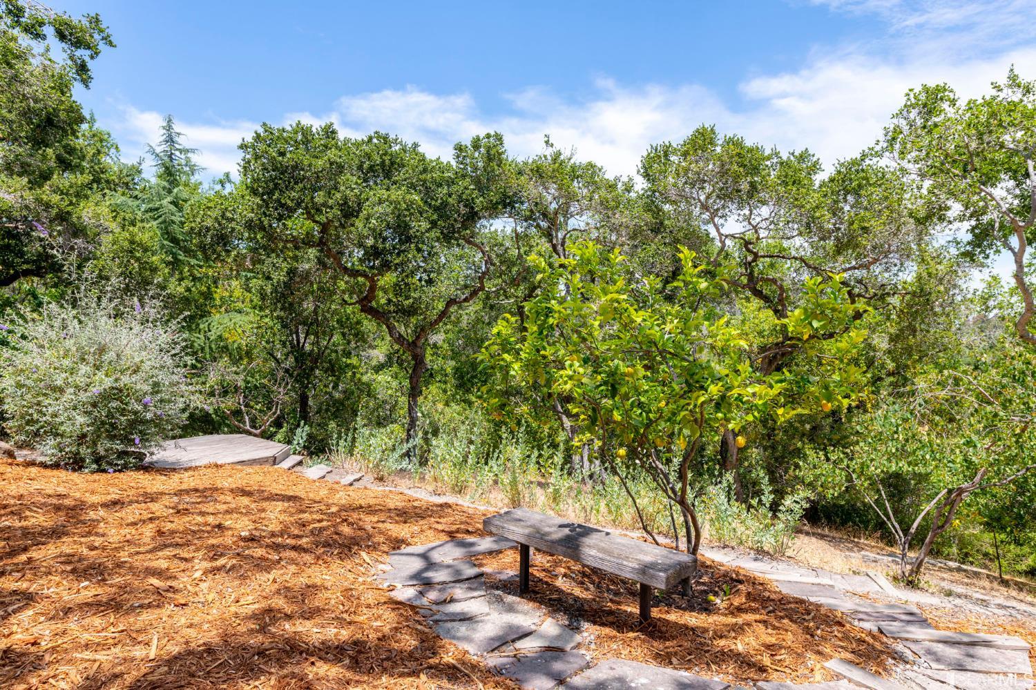 250 Hardwick Road Woodside, CA 94062 - Photo 34 of 50 a view of a yard with trees