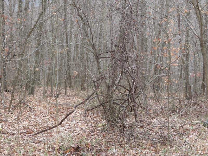 7730 Beavers Ridge Road Piketon, OH 45661 - Photo 13 of 15