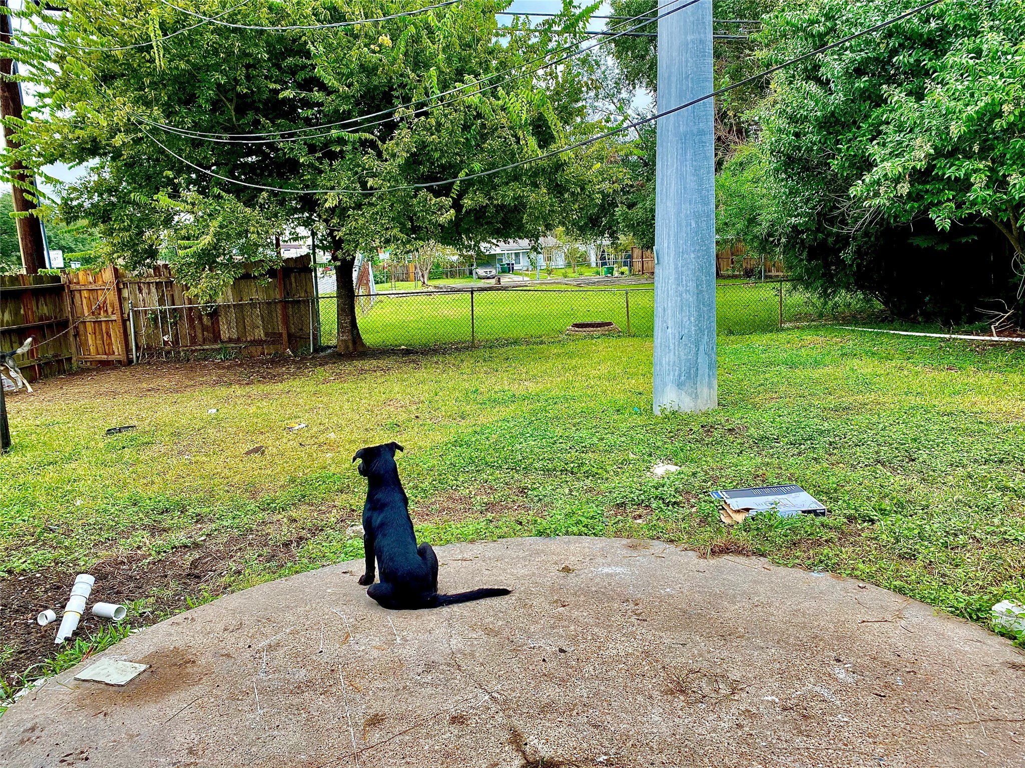 a view of a garden with plants