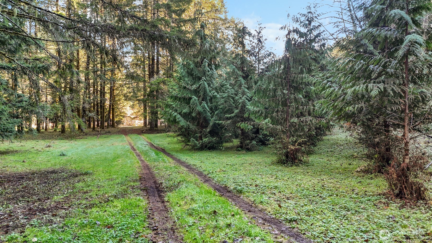 194 Piper Lane Chehalis, WA 98532 - Photo 34 of 40 a view of a yard with large trees